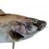 SVS odhalila nelegln prodej rybch produkt na socilnch stch